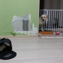 구평동물병원 네이버블로그