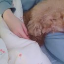 내 강아지의 봄 일산애견유치원&애견호텔 이미지