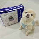 매너독 라이프 | 수컷 강아지 기저귀 남아 매너벨트 중형 라비앙독