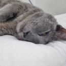 비엔동물전문의료센터 이미지