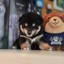 시바견 전문 가도켄넬 | **별내 시바견 입양, 꿈꿔왔던 듬직한 가족과의 만남 후기!**