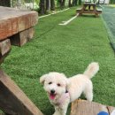 드린겐 애견테마파크 이미지