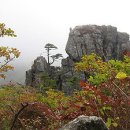 지리산황금나무