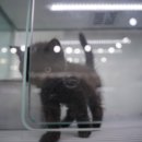 광주강아지분양 고양이분양 도로시펫 이미지