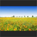 황화농장 이미지