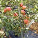 성도농원