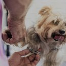 애견미용 이미지