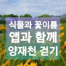 선바위역 6번 출구 | 식물과 꽃이름 알려주는 앱과 함께 양재천 걷기 _ 구글렌즈, 다음 꽃이름