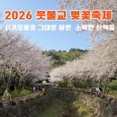 서홍동-3 | 2026년 서홍동 웃물교 벚꽃축제 방문 후기 | 서귀포 벚꽃 명소 실시간 개화 상태