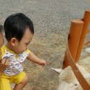 대관령 아기동물농장 이미지