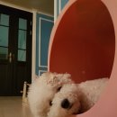 댕겨오시개 이미지