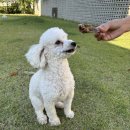 바론펫푸드 | [강아지수제간식] 애견수제간식쇼핑몰 바론펫푸드의 흑염소통귀,한우스틱