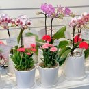 UR(파주시)-[한울로]-하-7 | ★2024년 어버이날 시즌 상품 안내★ 파주 운정 꽃집 오늘도 꽃