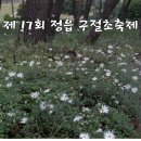 [전북 정읍 여행] 2024년 정읍 구절초축제 / 10월 가을꽃축제 개화상태(10.7)