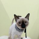 미야옹실 이미지