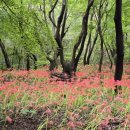 꽃무릇공원 이미지