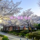 계명대학교 대명캠퍼스 | 대구 벚꽃 명소 가볼만한곳 미리 보기