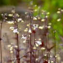 화서역 5번출구 이미지