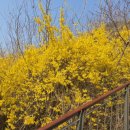 개나리길 | 서울 봄 명소 응봉산 개나리축제 후기/만개시기·전망·가는길