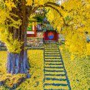 능주향교 은행나무 이미지