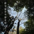 환상숲 | 제주 환상숲곶자왈공원 방문후기
