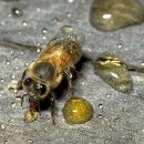 Feeding Honey Bees 꿀벌 사양법 이미지