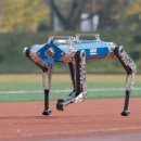 그냥 심심해서요. (25927) KAIST 로봇개, 100m 달리기 신기록 이미지