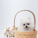 날데려가개 이미지