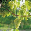 우물가의 미소 이미지