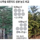 소나무숲 이미지