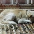 백구파출소 이미지