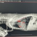 신월라온동물의료센터 이미지