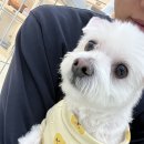 힐링멍텔 이미지