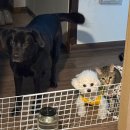 냥이멍이세상 | 멍이크 장 예민한 우리 댕냥이도 안심! 건강 수제간식으로 간식 유목민 생활 끝냈어요!