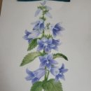 색연필로 그리는 꽃, 보태니컬 아트 이미지