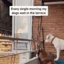 이웃집 댕댕이 이미지