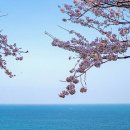 장승포해안로 프레시안