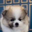 마이도그샵 이미지