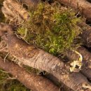 더덕농장 이미지