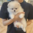 부산애견호텔 강아지유치원 펫퍼센트&코모네하우스 이미지