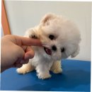 행복한 미래 | 의정부 비숑 분양, 행복한 첫 만남 후기!