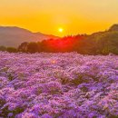 금빛농원 이미지