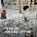 고양이카페 | 수원 호매실 야옹이네 고양이카페 솔직 후기