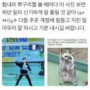 모두 힘내라 뿌구리짤 보세요 이미지