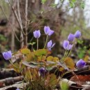 의성꽃화원 이미지