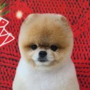 허니비 펫살롱 이미지