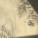 주정차115 | 시흥 장현동 꽃집 428 Flower Studio 꽃선물 솔직후기