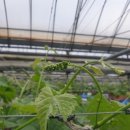 화수농장 이미지