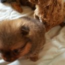 위드독스 이미지