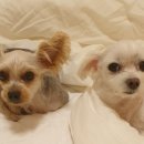 젬마동물병원 이미지